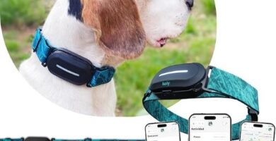 gps perros destacada