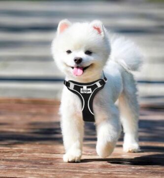 Arnes Perro