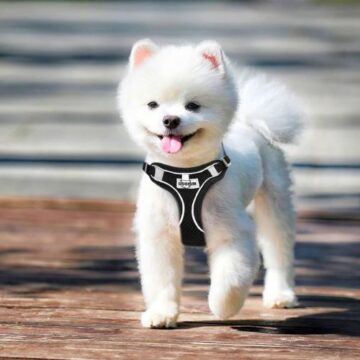 Los mejores arneses antitirones para perros en calidad precio del mercado. Guía de compra y recomendaciones