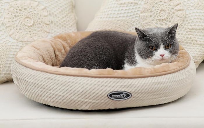 cama gato