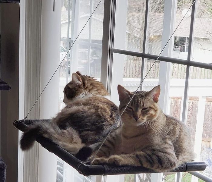 cama gato hamaca