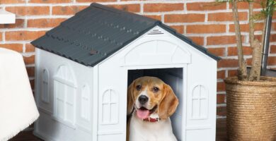 Caseta de Perro exterior
