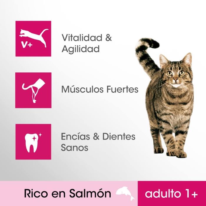 pienso gatos