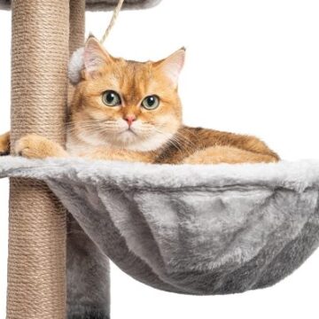 Los mejores 9 rascadores para gatos en calidad precio del mercado. Comparativa, ventajas y precio